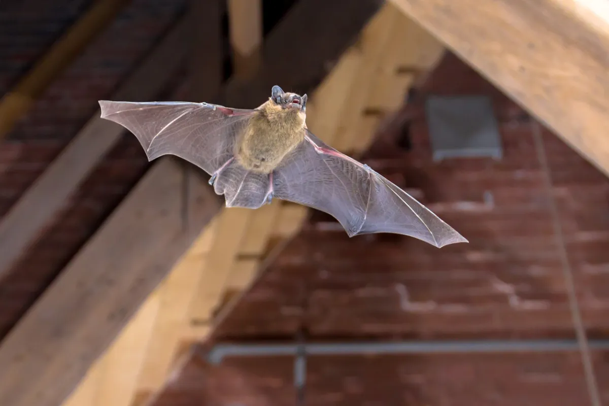 Bat enters the house